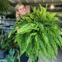 🔥Oversized Pre-Lit Artificial Boston Ferns --No watering, No fading